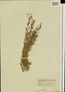 Stellaria palustris (Murray ex Ehrh.) Hoffm., Eastern Europe, Moscow region (E4a) (Russia)