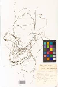 Stuckenia pectinata (L.) Börner, Siberia, Russian Far East (S6) (Russia)