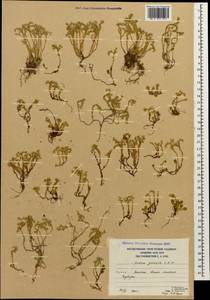 Sedum gracile C. A. Mey., Caucasus, South Ossetia (K4b) (South Ossetia)
