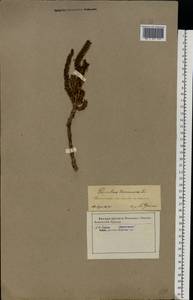 Populus tremula L., Eastern Europe, Central forest-and-steppe region (E6) (Russia)