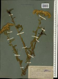 Achillea setacea Waldst. & Kit., Caucasus, Armenia (K5) (Armenia)