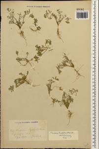Meniocus linifolius (Stephan ex Willd.) DC., Caucasus, Georgia (K4) (Georgia)