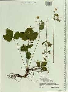 Fragaria, Eastern Europe, Western region (E3) (Russia)