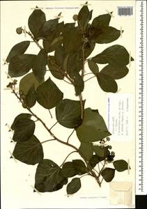 Hedera colchica (K. Koch) K. Koch, Caucasus, Abkhazia (K4a) (Abkhazia)