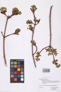 Acer platanoides L., Eastern Europe, Central forest-and-steppe region (E6) (Russia)