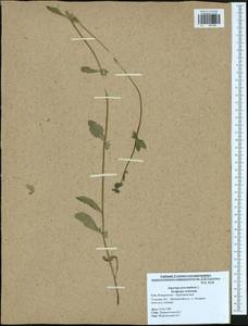 Asperugo procumbens L., Eastern Europe, Central region (E4) (Russia)