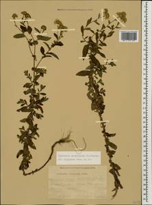Pulicaria dysenterica (L.) Bernh., Caucasus, Black Sea Shore (from Novorossiysk to Adler) (K3) (Russia)