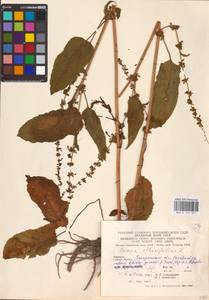 Rumex obtusifolius L., Eastern Europe, West Ukrainian region (E13) (Ukraine)