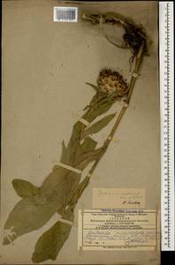 Centaurea macrocephala Muss. Puschk. ex Willd., Caucasus, Armenia (K5) (Armenia)