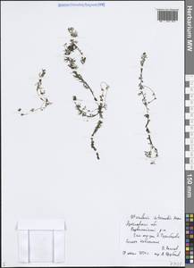 Utricularia intermedia Hayne, Eastern Europe, Central forest region (E5) (Russia)