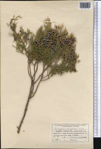 Juniperus semiglobosa Regel, Middle Asia, Pamir & Pamiro-Alai (M2) (Kyrgyzstan)
