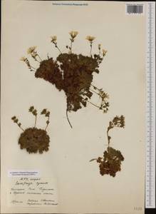 Saxifraga pedemontana subsp. cymosa (Waldste. & Kit.) Engler, Western Europe (EUR) (Bulgaria)