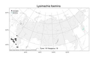 Lysimachia foemina (Mill.) U. Manns & Anderb., Atlas of the Russian Flora (FLORUS) (Russia)