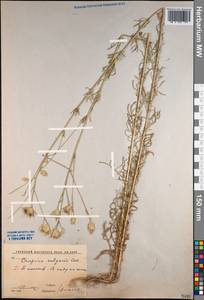 Crupina vulgaris (Pers.) Cass., Middle Asia, Syr-Darian deserts & Kyzylkum (M7) (Uzbekistan)