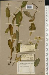 Bupleurum longifolium, Eastern Europe, Eastern region (E10) (Russia)