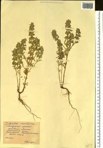 Sideritis montana L., Eastern Europe, Rostov Oblast (E12a) (Russia)