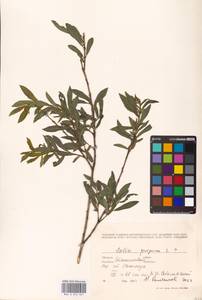 Salix purpurea L., Eastern Europe, West Ukrainian region (E13) (Ukraine)