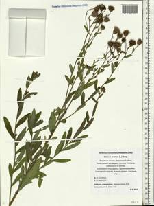 Cirsium arvense, Eastern Europe, North-Western region (E2) (Russia)