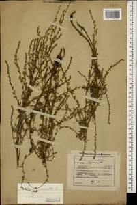 Artemisia marschalliana Spreng., Caucasus, Georgia (K4) (Georgia)