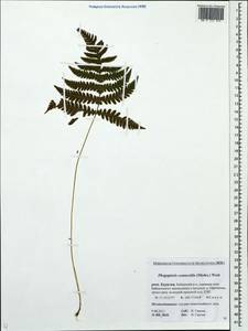 Phegopteris connectilis (Michx.) Watt, Siberia, Baikal & Transbaikal region (S4) (Russia)