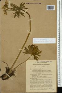 Anemonastrum narcissiflorum subsp. fasciculatum (L.) Raus, Caucasus, Turkish Caucasus (NE Turkey) (K7) (Turkey)