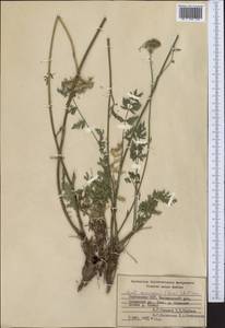 Seseli nemorosum (Korovin) Pimenov, Middle Asia, Western Tian Shan & Karatau (M3) (Kyrgyzstan)