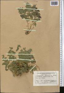 Campanula lehmanniana, Middle Asia, Pamir & Pamiro-Alai (M2) (Uzbekistan)