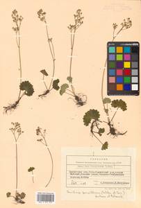 Micranthes nelsoniana subsp. nelsoniana, Siberia, Chukotka & Kamchatka (S7) (Russia)