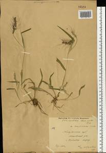 Echinochloa crus-galli (L.) P.Beauv., Eastern Europe, Central region (E4) (Russia)