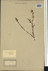 Prunus incana (Pall.) Steven, Caucasus (no precise locality) (K0)
