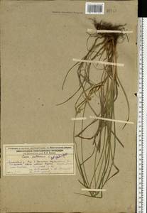 Carex pallescens L., Eastern Europe, Volga-Kama region (E7) (Russia)