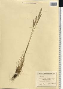 Koeleria pyramidata (Lam.) P.Beauv., Eastern Europe, North Ukrainian region (E11) (Ukraine)