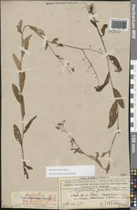 Myosotis nemorosa Besser, Eastern Europe, Northern region (E1) (Russia)