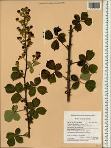 Rubus sanctus Schreb., South Asia, South Asia (Asia outside ex-Soviet states and Mongolia) (ASIA) (Cyprus)