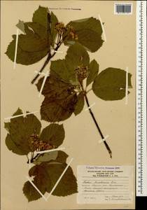 Sorbus subfusca (Ledeb. ex Nordm.) Boiss., Caucasus, South Ossetia (K4b) (South Ossetia)