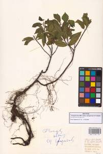 Frangula alnus subsp. alnus, Caucasus, Georgia (K4) (Georgia)