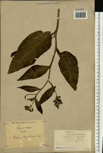 Symphytum officinale L., Eastern Europe, North Ukrainian region (E11) (Ukraine)