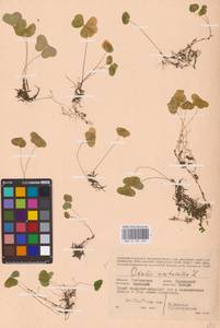 Oxalis acetosella L., Eastern Europe, Western region (E3) (Russia)