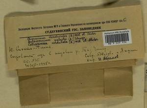 Climacium dendroides (Hedw.) F. Weber & D. Mohr, Bryophytes, Bryophytes - Russian Far East (excl. Chukotka & Kamchatka) (B20) (Russia)
