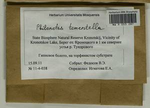 Philonotis tomentella Molendo, Bryophytes, Bryophytes - Chukotka & Kamchatka (B21) (Russia)