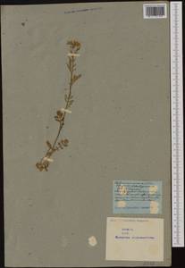 Cardamine amara L., Western Europe (EUR) (Not classified)