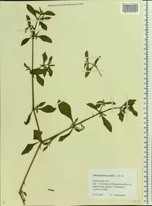 Alternanthera sessilis (L.) R. Br. ex DC., Eastern Europe, Central forest region (E5) (Russia)