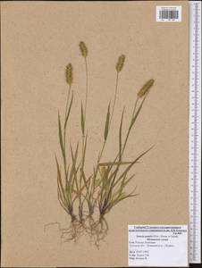 Setaria pumila (Poir.) Roem. & Schult., Eastern Europe, Central region (E4) (Russia)