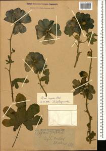 Alcea rugosa Alef., Caucasus, Krasnodar Krai & Adygea (K1a) (Russia)