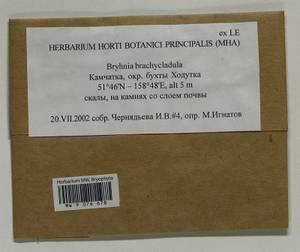 Myuroclada longiramea (Müll. Hal.) Min Li, Y.F. Wang, Ignatov & Huttunen, Bryophytes, Bryophytes - Chukotka & Kamchatka (B21) (Russia)