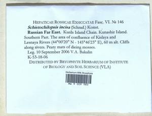 Schistochilopsis incisa (Schrad.) Konstant., Bryophytes, Bryophytes - Russian Far East (excl. Chukotka & Kamchatka) (B20) (Russia)