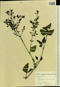 Mirabilis nyctaginea (Michx.) MacMill., Eastern Europe, Central region (E4) (Russia)