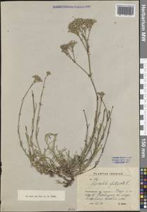 Gypsophila fastigiata L., Eastern Europe, North-Western region (E2) (Russia)