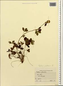 Trifolium pratense L., Caucasus, Abkhazia (K4a) (Abkhazia)