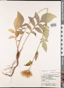 Psephellus dealbatus (Willd.) C. Koch, Eastern Europe, Central region (E4) (Russia)